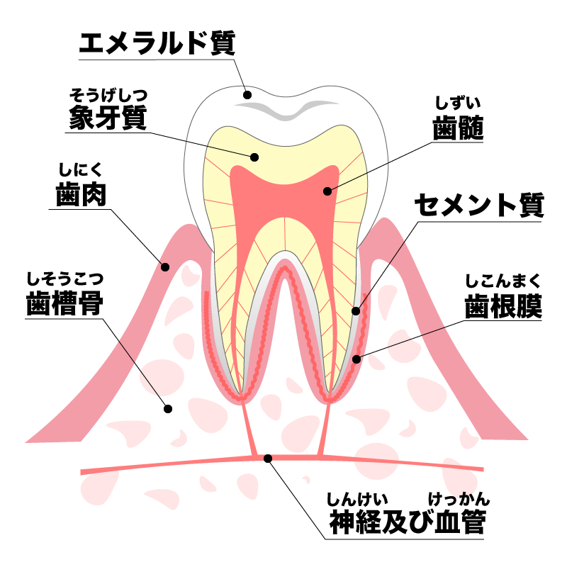 歯の形状